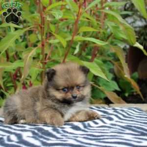 Trixa, Pomeranian Puppy